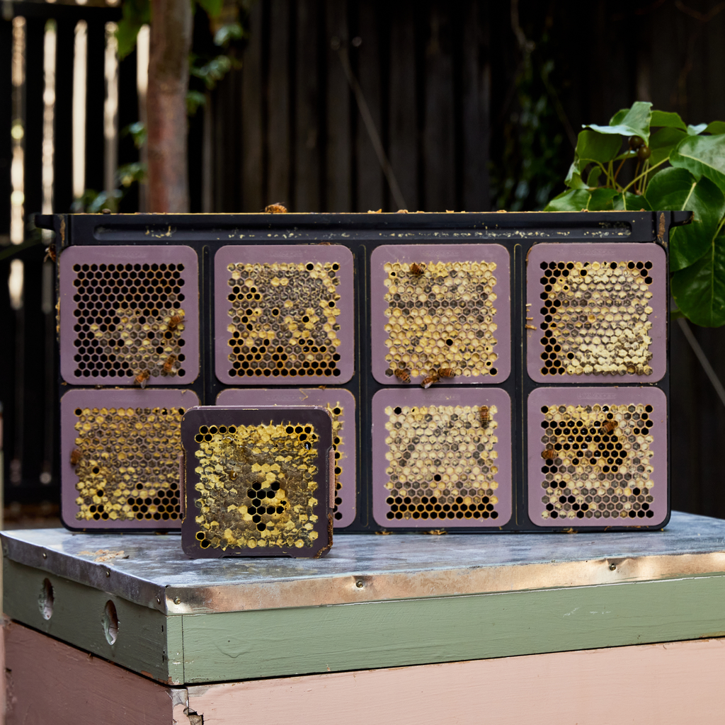 Micro Honey Harvester - 10 Deep Frame Starter Kit